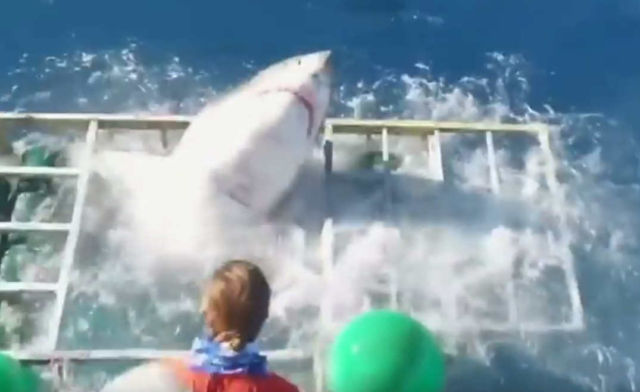 white-shark-smashes-into-divers-cage-1