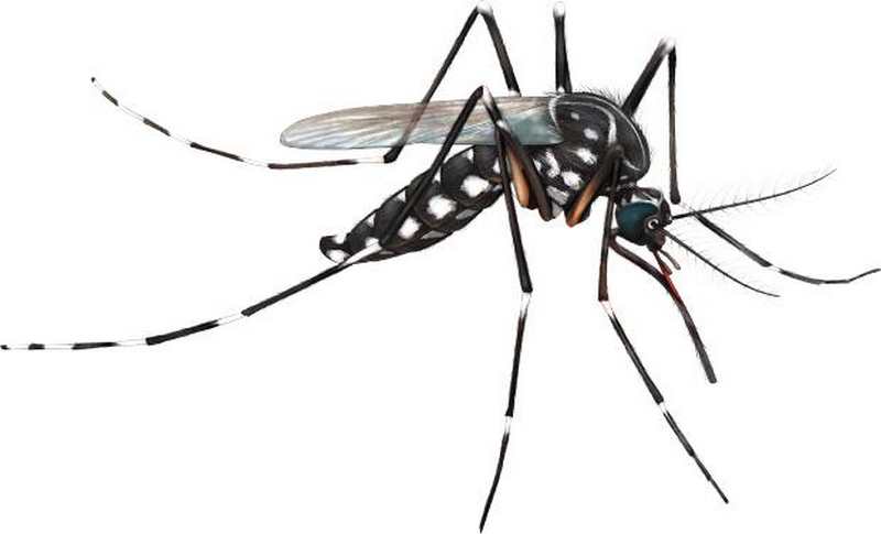 Genetically engineered Mosquitoes can Reduce Diseases 1