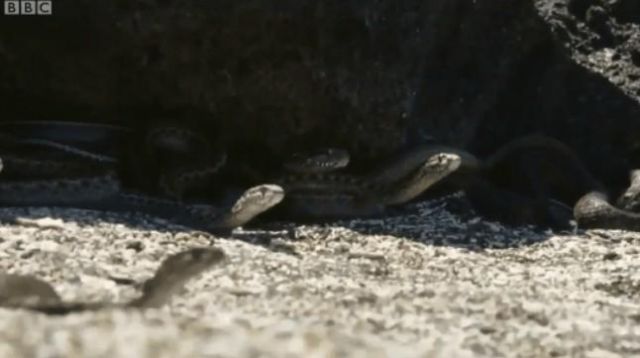 watch-this-amazing-lizard-escaping-a-minefield-of-snakes-1