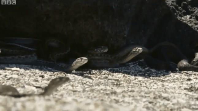 Watch this amazing Lizard escaping a minefield of Snakes 1