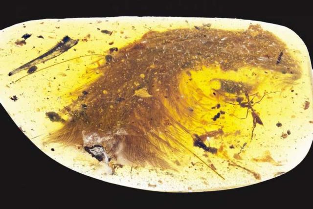 100 million years old Dinosaur Feathers encased in amber 