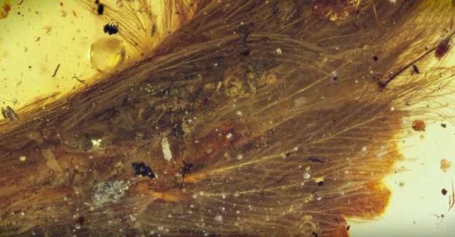 100 million years old Dinosaur Feathers in amber (3)