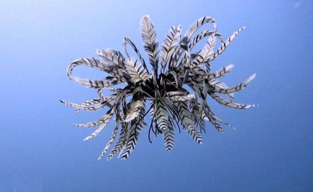 Swimming Feather Star 1