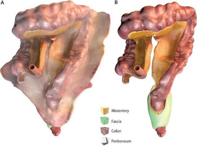 A new Human Organ has been classified 