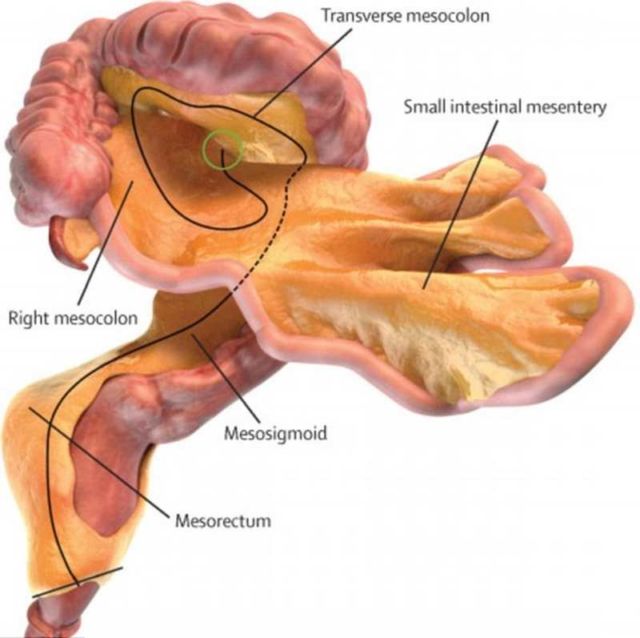 A new Human Organ has been classified