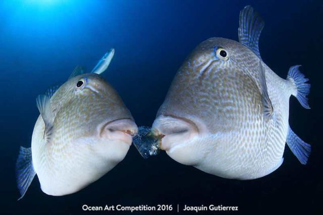 Ocean Art Photography competition 2016 2