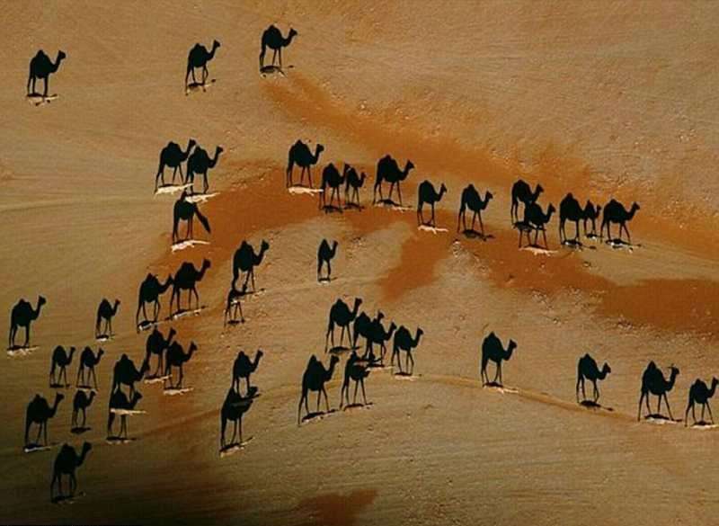 Camel optical illusion