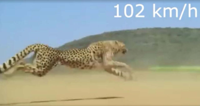 Cheetah at 102 kmh 1