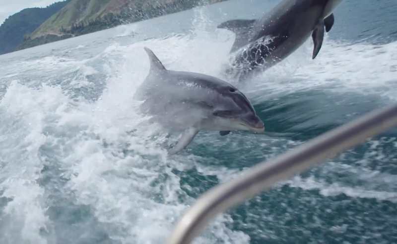 Breathtaking slo-mo video of Dolphins