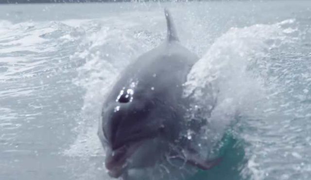 Breathtaking slo-mo video of Dolphins 