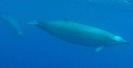 First video of True's Beaked Whales | WordlessTech