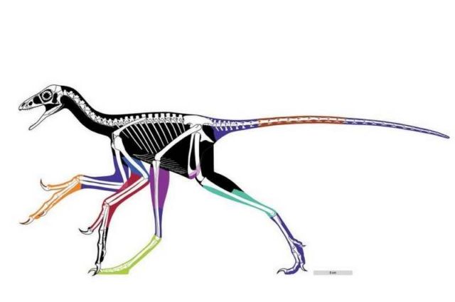 Anchiornis huxleyi a small, paravian dinosaur