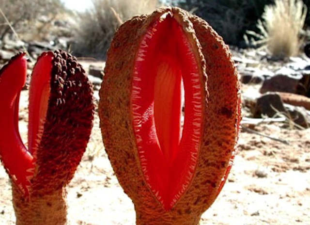 The Strangest Plant in the World