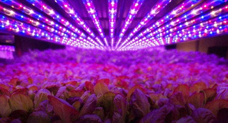 The rise of Vertical Farms
