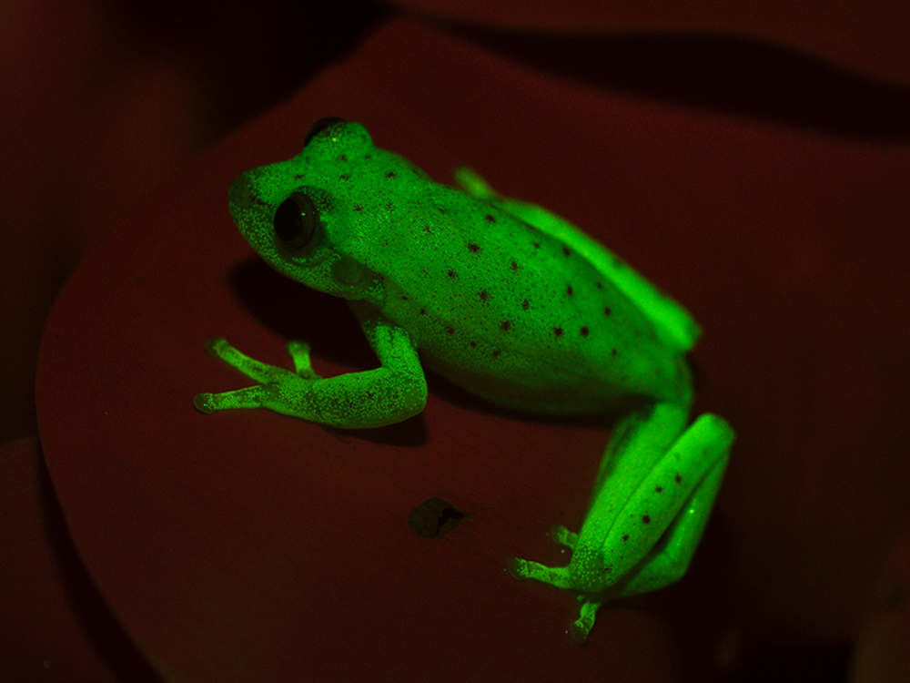 World's first Fluorescent frog discovered
