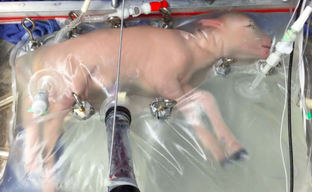 Scientists Create an Artificial Womb 