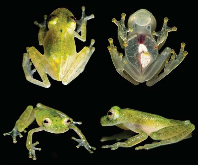 A new glassfrog has visible heart