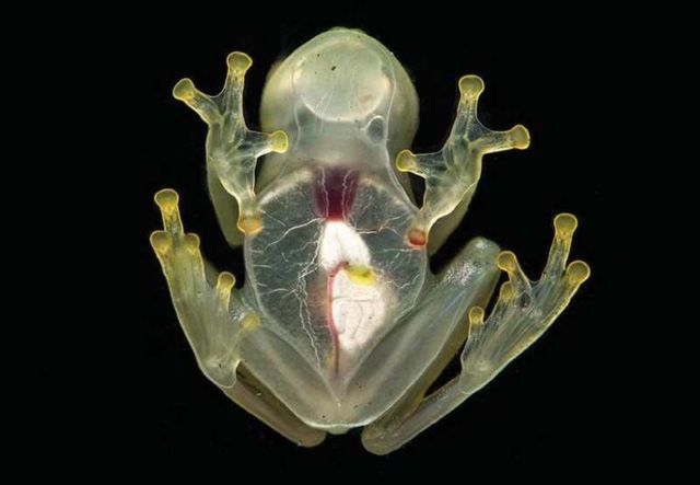 A marvelous new glassfrog has visible heart