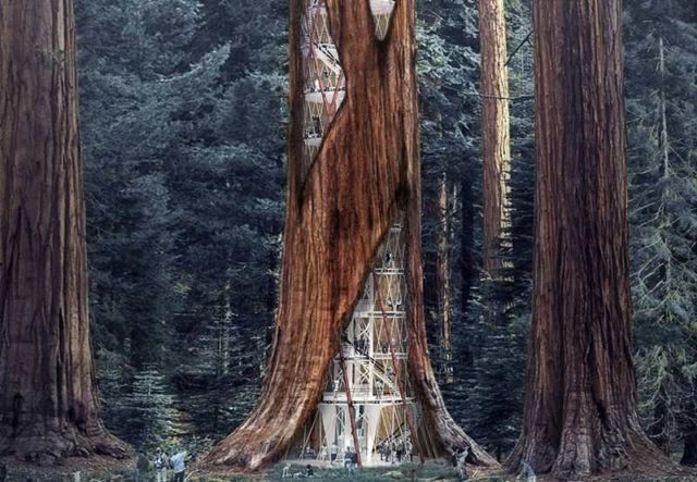 Giant Sequoia Skyscraper concept 