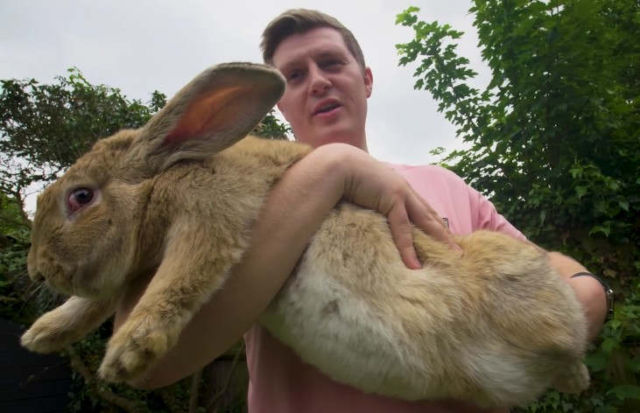 World’s Biggest Rabbit
