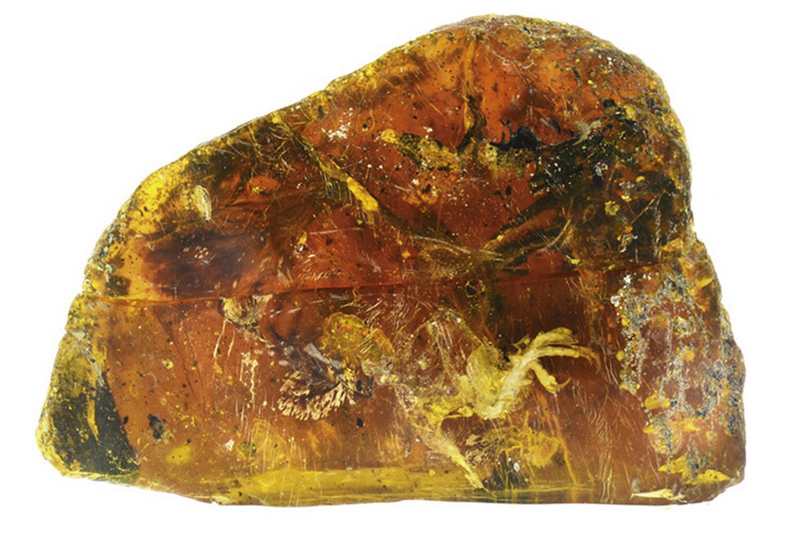 100 million-year-old Bird incredibly well-preserved