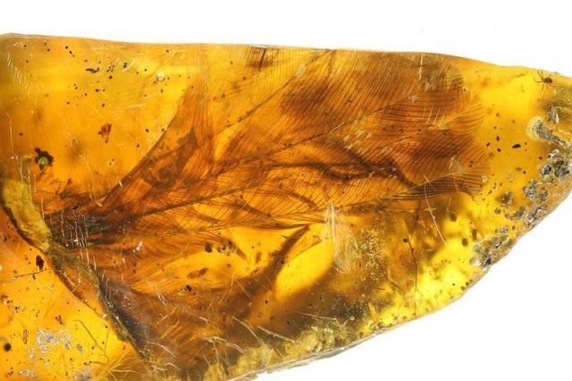 100 million-year-old Bird incredibly well-preserved