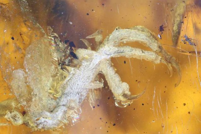 100 million-year-old Bird incredibly well-preserved