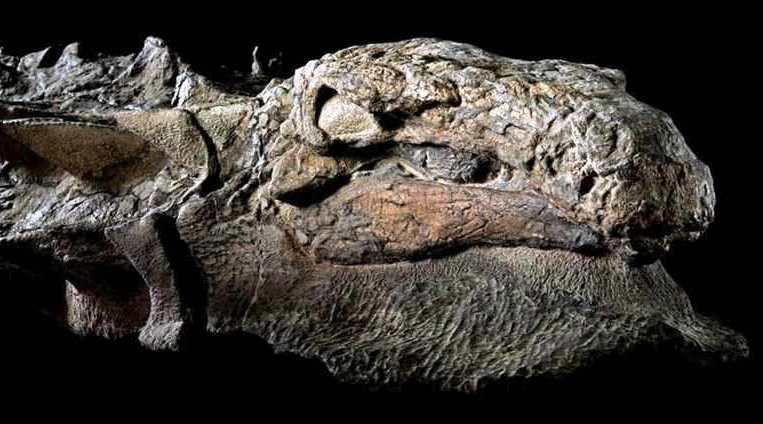 110 Million-year-old Dinosaur nodosaur (5)