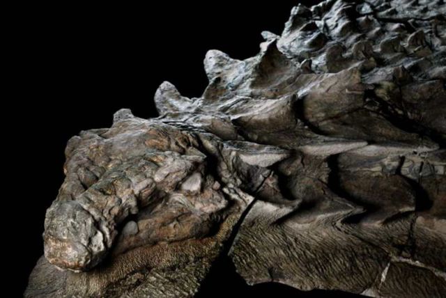 110 Million-year-old Dinosaur nodosaur (4)