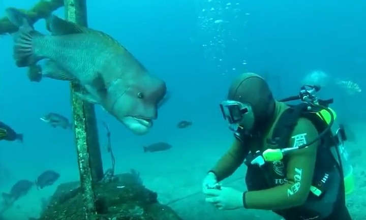 Diver’s 25-year Friendship with a Fish