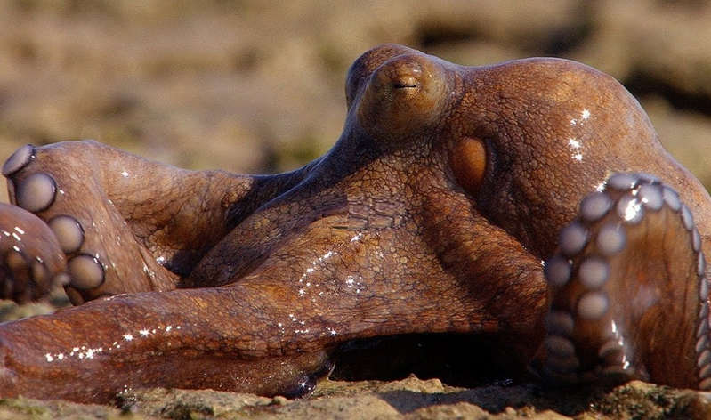 Amazing Octopus Takes To Land
