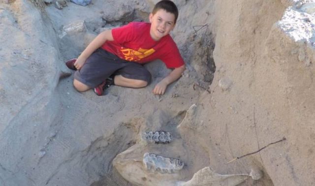 Boy discovers a 1.2 million-year-old Stegomastodon Fossil 