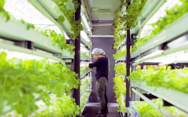 Shipping-container farm 