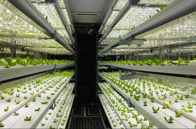 Shipping-container farm 
