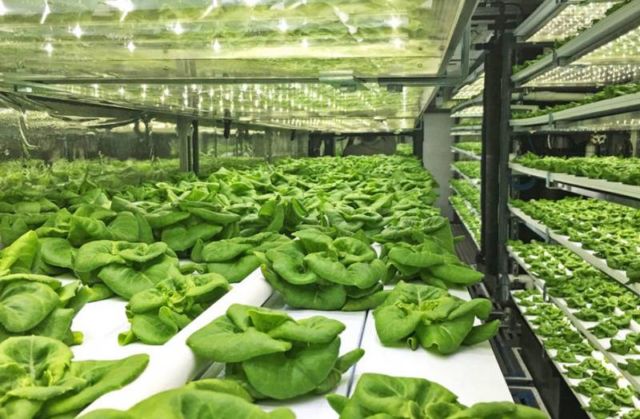 Shipping-container farm produces the equivalent of 4 acres