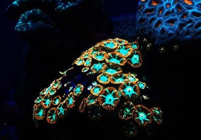 The reason why Deep Sea Corals Glow in the Dark