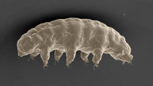 The microscopic Tardigrade