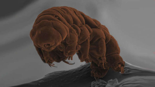 This is where these freakish Tardigrade came from 