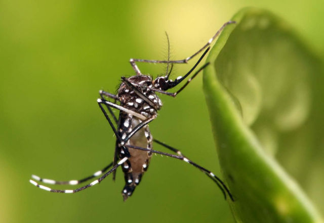 Mosquito Aedes aegypti