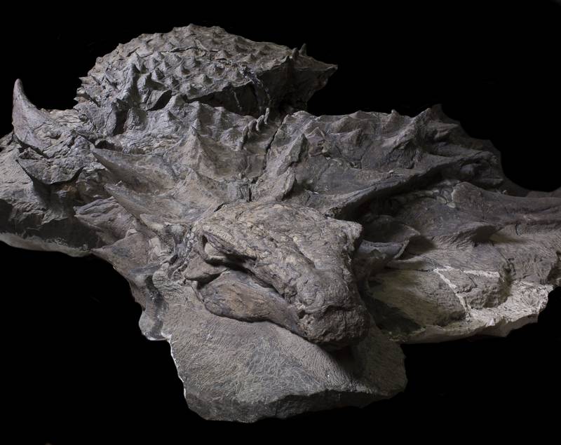 Dinosaur Fossil Borealopelta markmitchelli