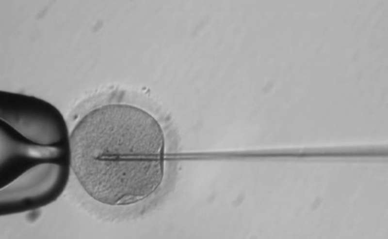 First Human Embryos 'Edited' in U.S.
