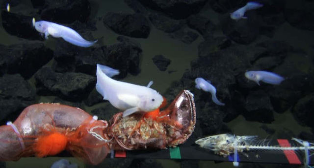 Fish filmed at record depth of 8,178 m
