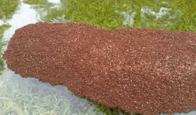 Fire ants swarm created floating rafts to survive Harvey
