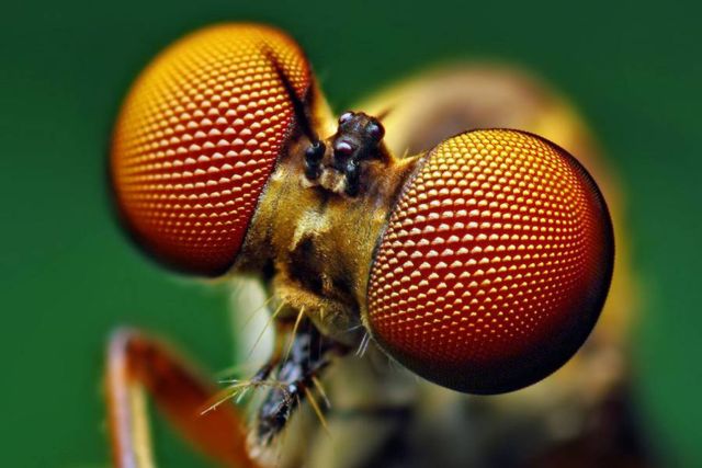New Solar Cell design inspired by Insect eyes 