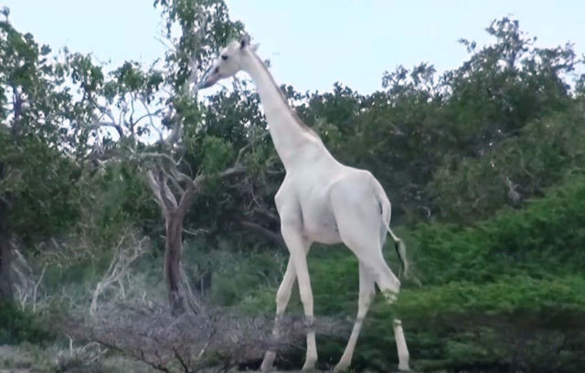 Rare white giraffes spotted in Kenya