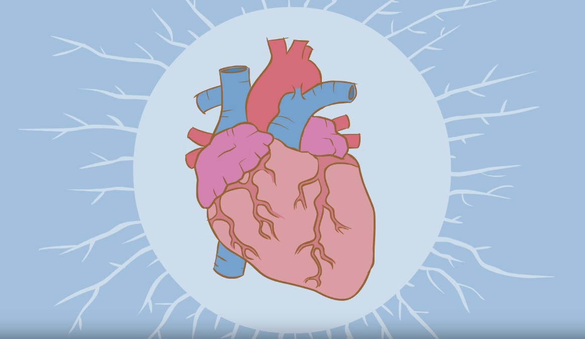 How the heart actually pumps blood