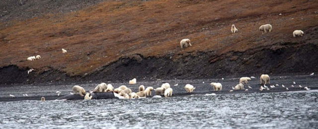 Hundreds of Polar Bears gathered to eat one Whale carcass