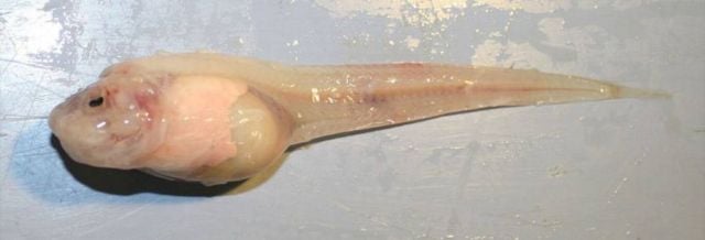 Mariana snailfish or Pseudoliparis swirei