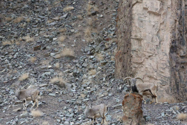 Can you find the Snow Leopard