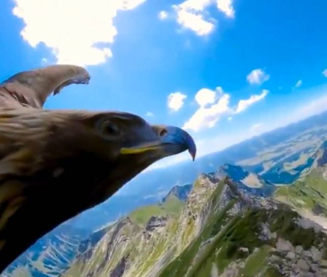 Gliding with Eagle 